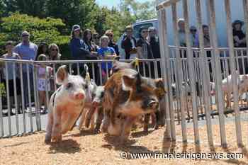 Pre-COVID attendance expected at this year's Maple Ridge Pitt Meadows Country Fest – Maple Ridge News - Maple Ridge News