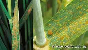 International scholarship student leads barley rust breakthrough - The University of Sydney - University of Sydney