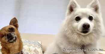 Sydney dog-napper escapes conviction but fined for not wearing mask - 9News