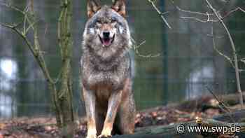 Wolf im Alb-Donau-Kreis: Sichtung in Ehingen und in Illerrieden – ist er noch da und bleibt er für immer? - SWP