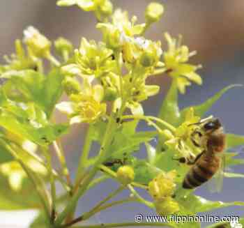 Facts of the Maple Tree – Mountaineer Echo - The Mountaineer Echo