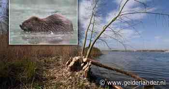 Brabant opent jacht op bever: 'Alleen afschieten als het echt niet anders kan' - De Gelderlander