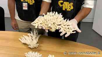 Il corridoio clandestino per coralli e pesci tropicali in via di estinzione: maxi sequestro all'aeroporto