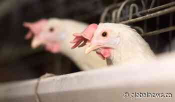 Avian flu outbreaks confirmed on B.C., Alberta farms after brief pause in cases
