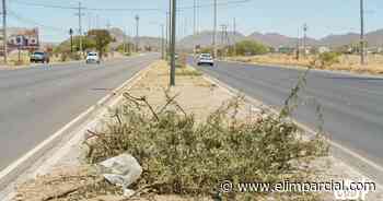 Colectivo denuncia que Gobierno de Hermosillo mandó a talar árboles nativos mientras decenas de ciudadanos plantaban 150 de ellos - EL IMPARCIAL Sonora