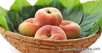 Pesche piatte Saturnia, al via un mega frutteto a Fermo - Il Sole 24 ORE