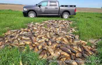 Authorities investigating after hundreds of dead carp dumped near Lake Poinsett - Dakota News Now