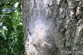 Eichenprozessionsspinner: So ist die aktuelle Lage in Münster