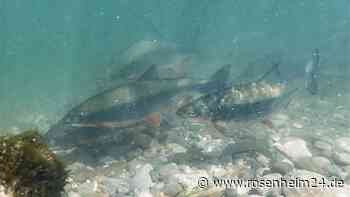 Viele Hände für mehr Nasen – Seltener Fisch soll bei Griesstätt größeren Lebensraum finden