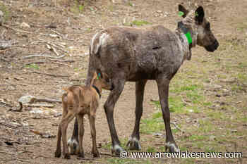 First caribou calf born in through Central Selkirk Maternity Pen project - Arrow Lakes News