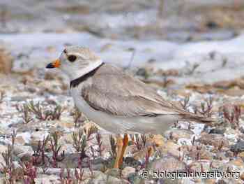 Selkirk's Piping Plover Mural Highlights Endangered Species - Center for Biological Diversity