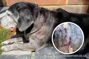 Vicious dog attack in Cassiobury Park terrifies owners