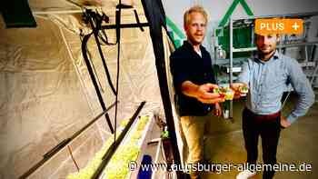 Salat vom laufenden Band: Vertical Farming forscht weiter an der Revolution
