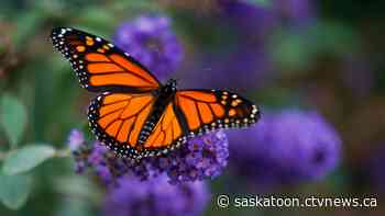 Saskatoon zoo to welcome 8 butterfly species at new exhibit