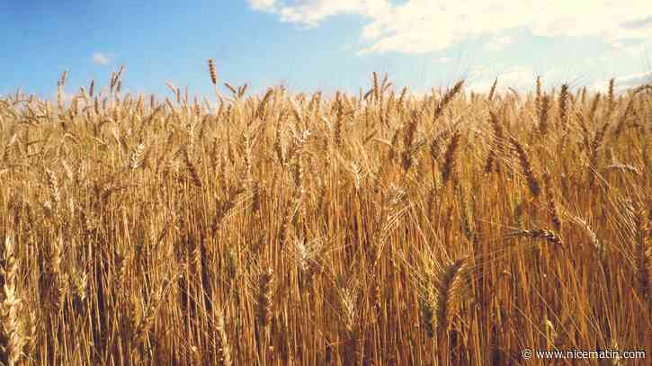 4 questions pour tout comprendre à la crise du blé en Ukraine