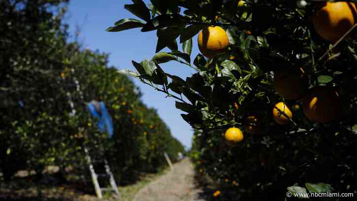 Florida Faces $1.2 Million Verdict for Killing Citrus Trees