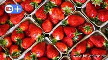 Warum Bauern ihre Erdbeeren auf dem Feld vergammeln lassen müssen