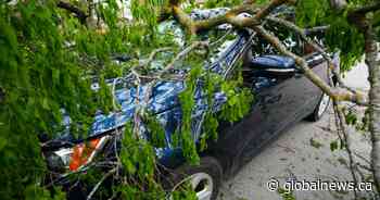 Forest firefighters redeployed from Northern Ontario to help Ottawa with storm cleanup