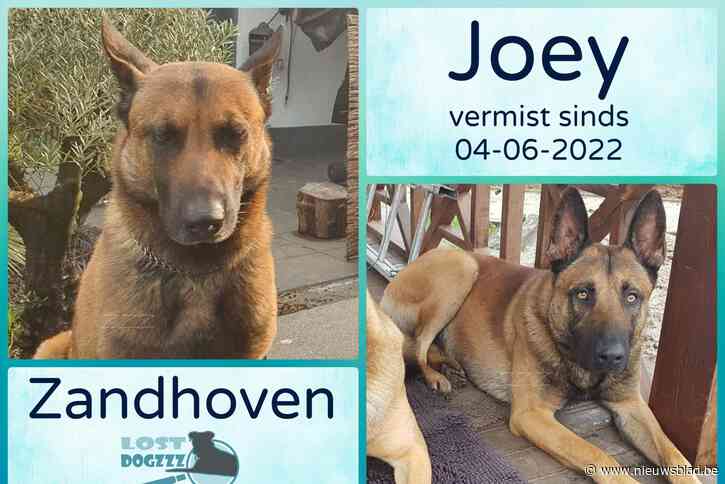 Iedereen mee uitkijken: Mechelse herder Joey doolt al enkele dagen door Zandhoven