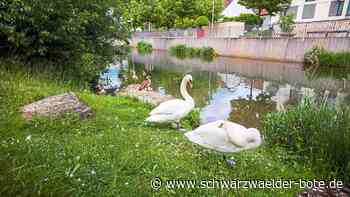 Schwäne in Nagold - Grund für ausbleibenden Nachwuchs ist unklar - Schwarzwälder Bote