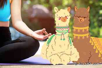 Dartmouth Alpaca Yoga Giving Back to Fall River Animal Shelter - Fun 107
