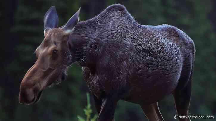 Moose Charges 2 People And A Dog Near Nederland, Seriously Injures Man