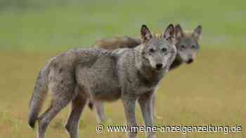 Analyse belegt: Wolf riss 13 Schafe in der Oberpfalz
