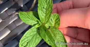 Gardener warns there's one plant you should never grow directly in your garden - Nine Shows