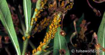 Master Gardener: Integrated Pest Management is a balanced approach to controlling bugs - Tulsa World