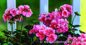 Be a Better Gardener: The special benefits of annual flowers - Hudson Valley 360