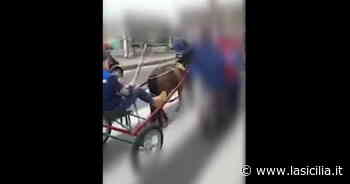 Catania, la strada "occupata" per la corsa clandestina di cavalli: il video sui social diventa virale - La Sicilia