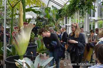 Reuzenaronskelk, grootste bloem ter wereld, bloeit binnenkort in Plantentuin van Meise - De Standaard