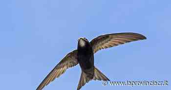 Festival dei rondoni 2022, bird watching per le vie di Cremona - La Provincia di Cremona e Crema