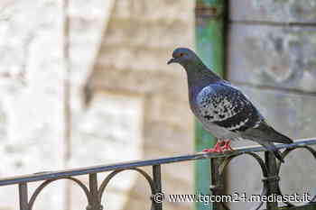 Cremona, un piccione entra dal finestrino: la conducente perde il controllo dell'auto e finisce fuori strada - TGCOM
