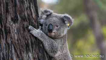 Koalas grazing near Victorian aluminium smelter suffering bone, tooth defects from fluoride exposure