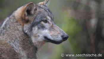 AfD zieht mit dem Wolf in den Bürgermeisterwahlkampf - Sächsische.de