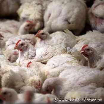 Fleischkontrollen: Hühner fallen häufiger durch als Schweine - radioeuskirchen.de