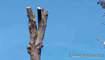 Associazione Lupus: "Capitozzature selvagge a Cagli" - Il Giornale del Metauro