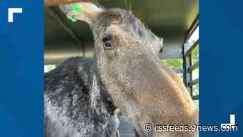 Moose that traveled about 40 miles down Front Range captured in Thornton