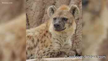 Colorado hyena dies at 23