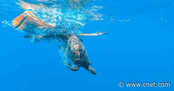 The Great Pacific Garbage Patch: What to Know About the Floating Islands of Trash     - CNET