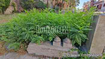 Crotone, la storia immersa nel degrado: Orto Tellini ~ CrotoneOk.it - CrotoneOK.it