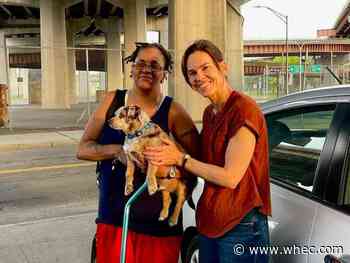 Actress Hilary Swank helps find lost dog in Albany