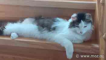 Verschwundene Katze: Lilli in Rathenow – Rückkehr nach fast acht Wochen - Märkische Onlinezeitung