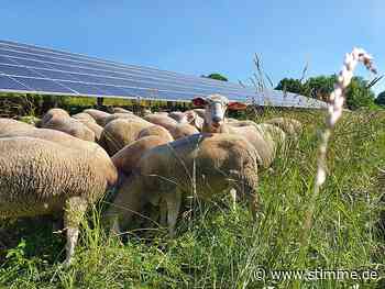 In Brackenheim weiden Schafe auf Photovoltaik-Freiflächenanlage - Heilbronner Stimme