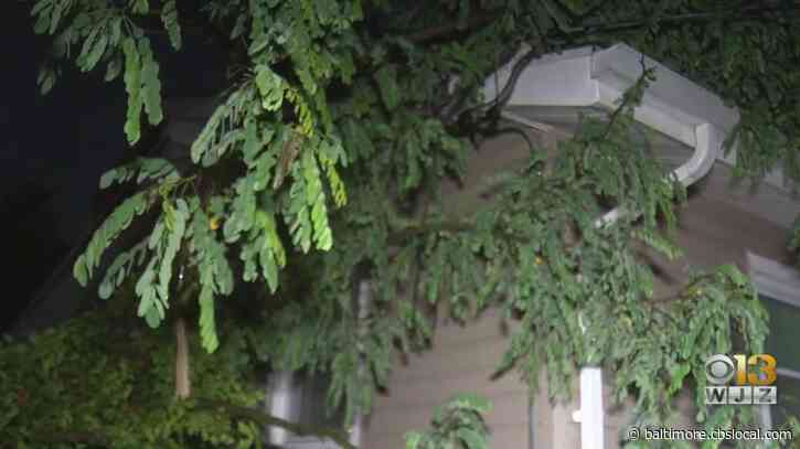 Tree Falls On Woodlawn Home After Storm Passes Through