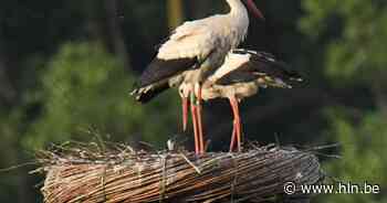 Jonge ooievaar(s) overleden door hevige regenval in Webbekoms Broek - Het Laatste Nieuws
