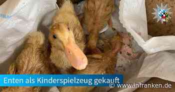 A3 bei Erlangen: Polizei entdeckt verwahrloste Entenküken im Kofferraum - 'standen im eigenen Unrat' - inFranken.de