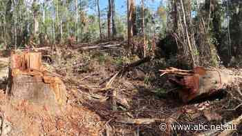 No end in sight for native forest logging in NSW, as north coast supply contracts extended