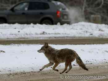Wednesday's letters: Coyote problem not taken seriously enough - Edmonton Journal